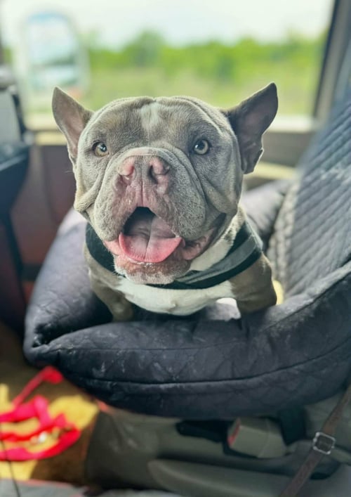 TOWBOAT - French Bulldog / English Bulldog available for adoption