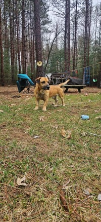 Brownie - Photo 1