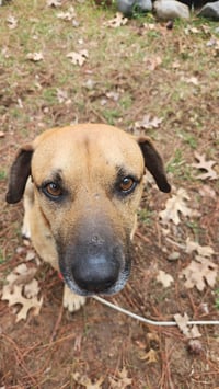 Brownie - Photo 2