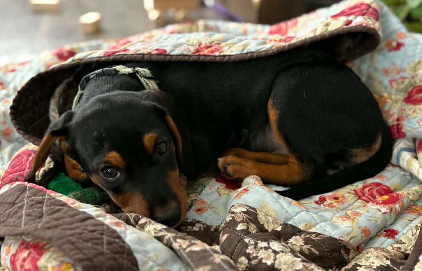 CHELSEA - Miniature Pinscher available for adoption