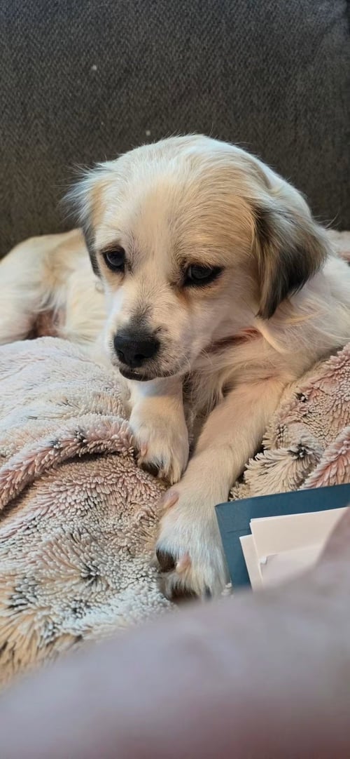 TEDDY - Terrier for adoption in Appleton