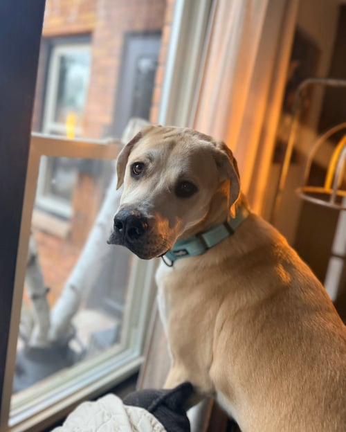 TRIGGER - Great Pyrenees / Catahoula Leopard Dog for adoption in Appleton