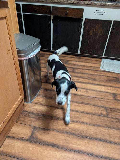 ARNOLD - Terrier available for adoption