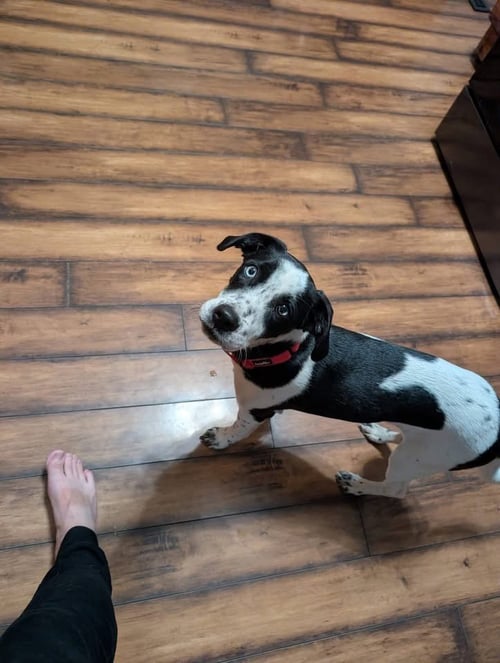 ARNOLD - Terrier for adoption in Appleton
