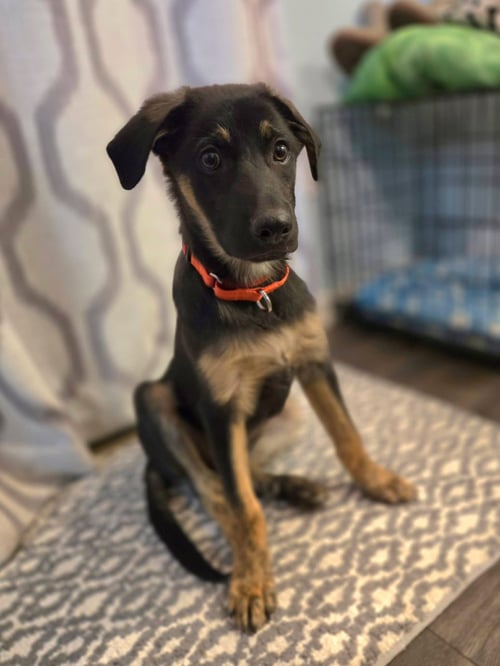 DALLAS - German Shepherd Dog available for adoption
