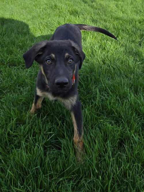DALLAS - German Shepherd Dog available for adoption