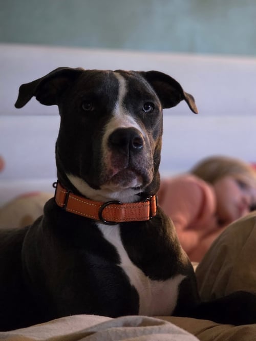 DAISY MAE - Pit Bull Terrier for adoption in Appleton