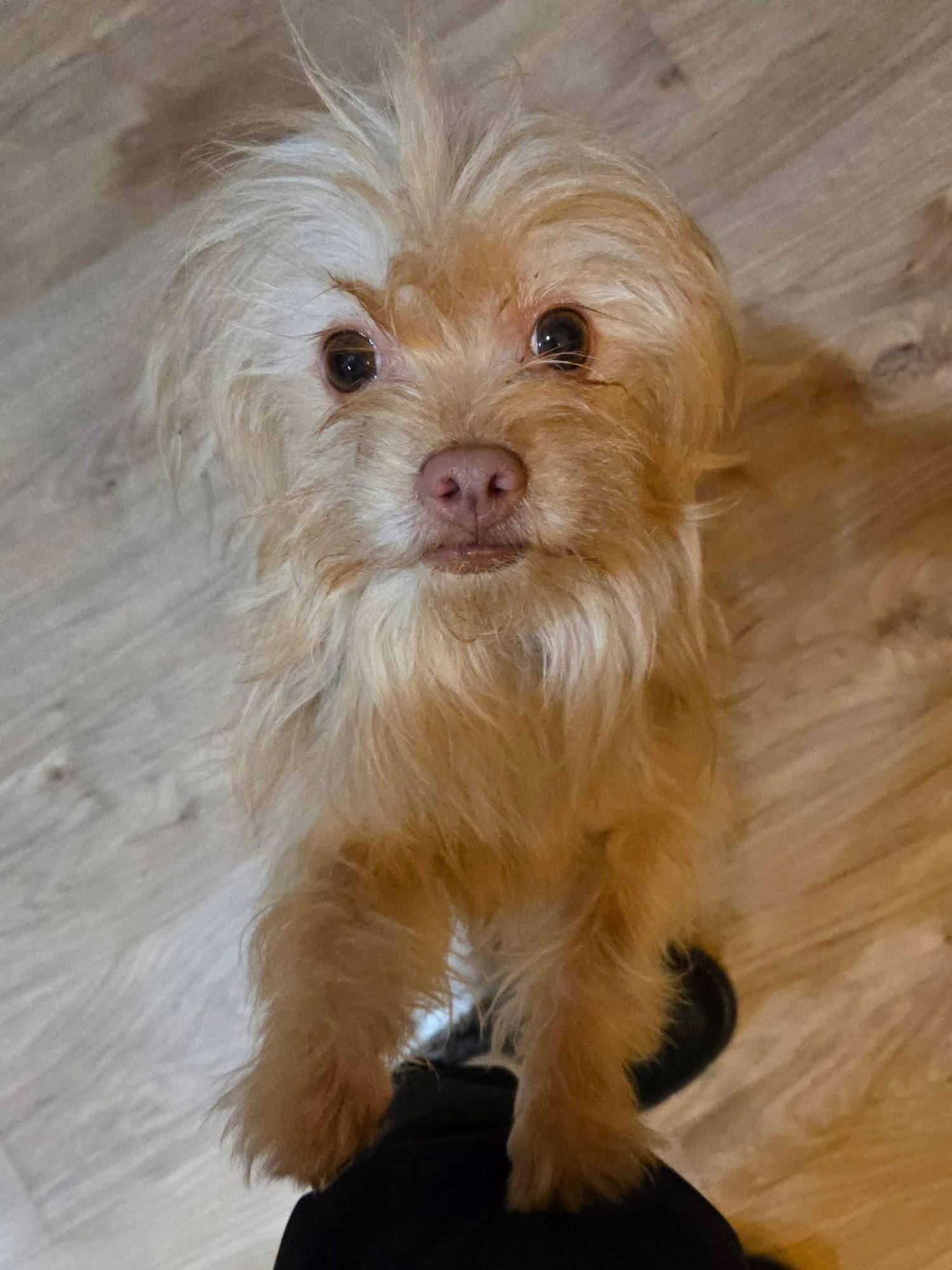 WOOKIE - Chihuahua available for adoption