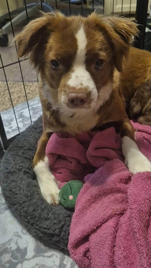MARGE - Terrier available for adoption