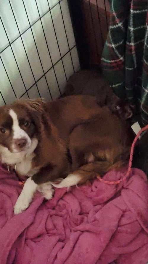MARGE - Terrier available for adoption