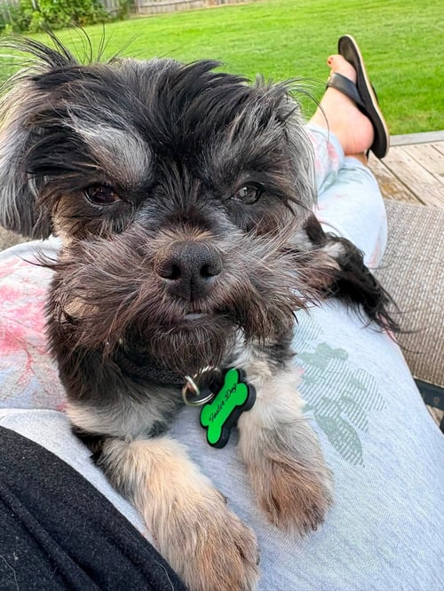 ELVIE - Shih Tzu available for adoption