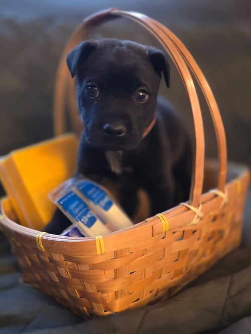 PEPPER JACK - Shar Pei / Cattle Dog available for adoption