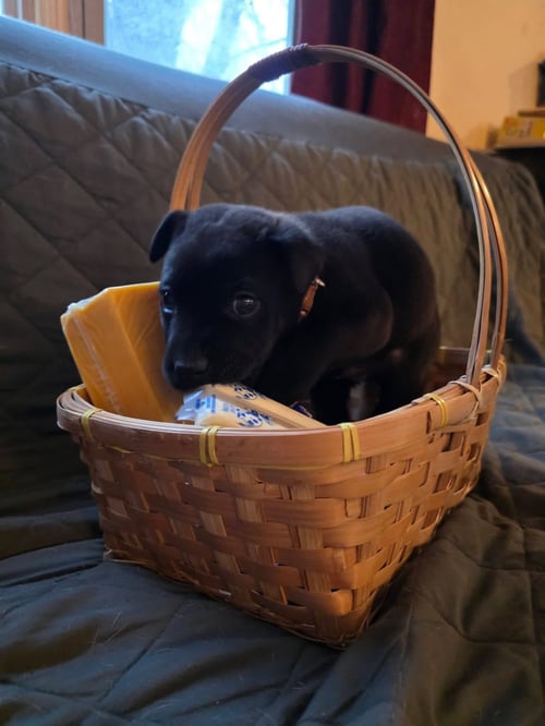 PEPPER JACK - Shar Pei / Cattle Dog available for adoption
