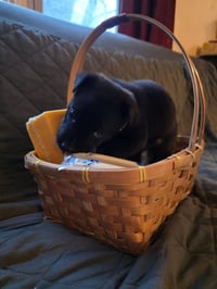 Pepper Jack - Photo 3