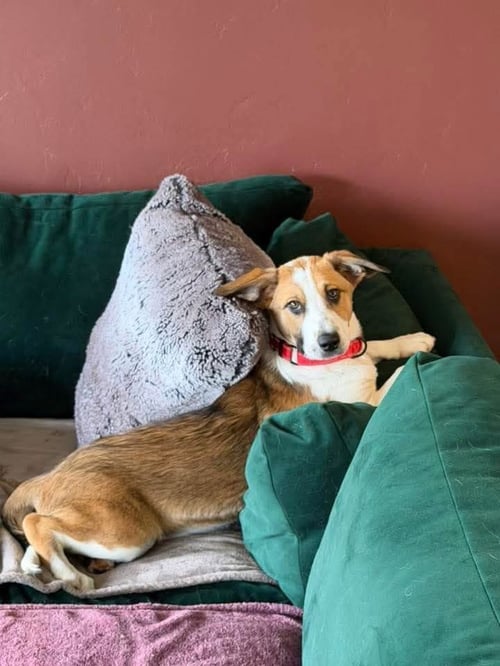 CHUBBS - Terrier available for adoption