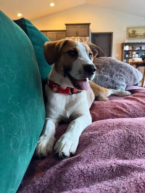 CHUBBS - Terrier available for adoption