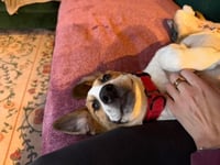 Chubbs - Photo 4