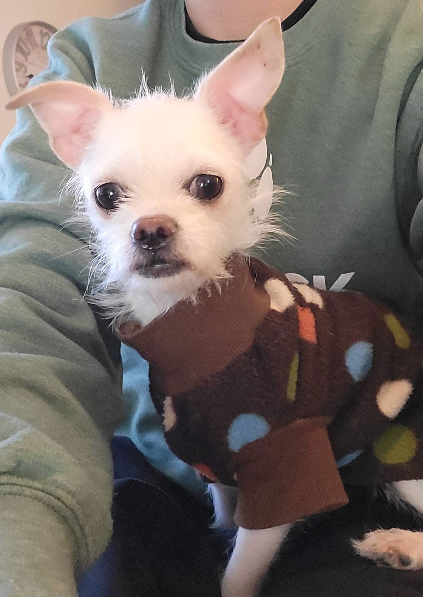 PETEY - Chihuahua available for adoption