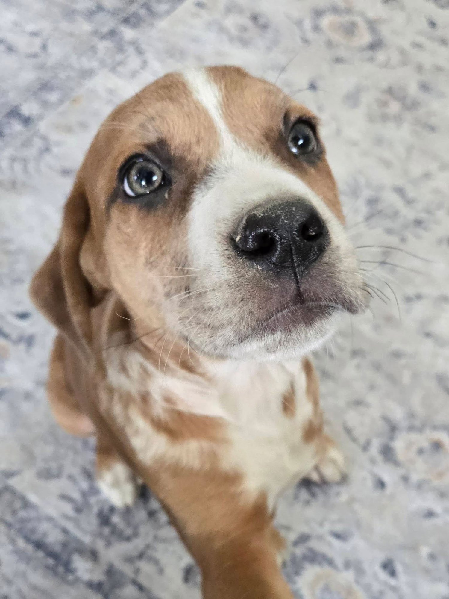 BOCK - Catahoula Leopard Dog available for adoption