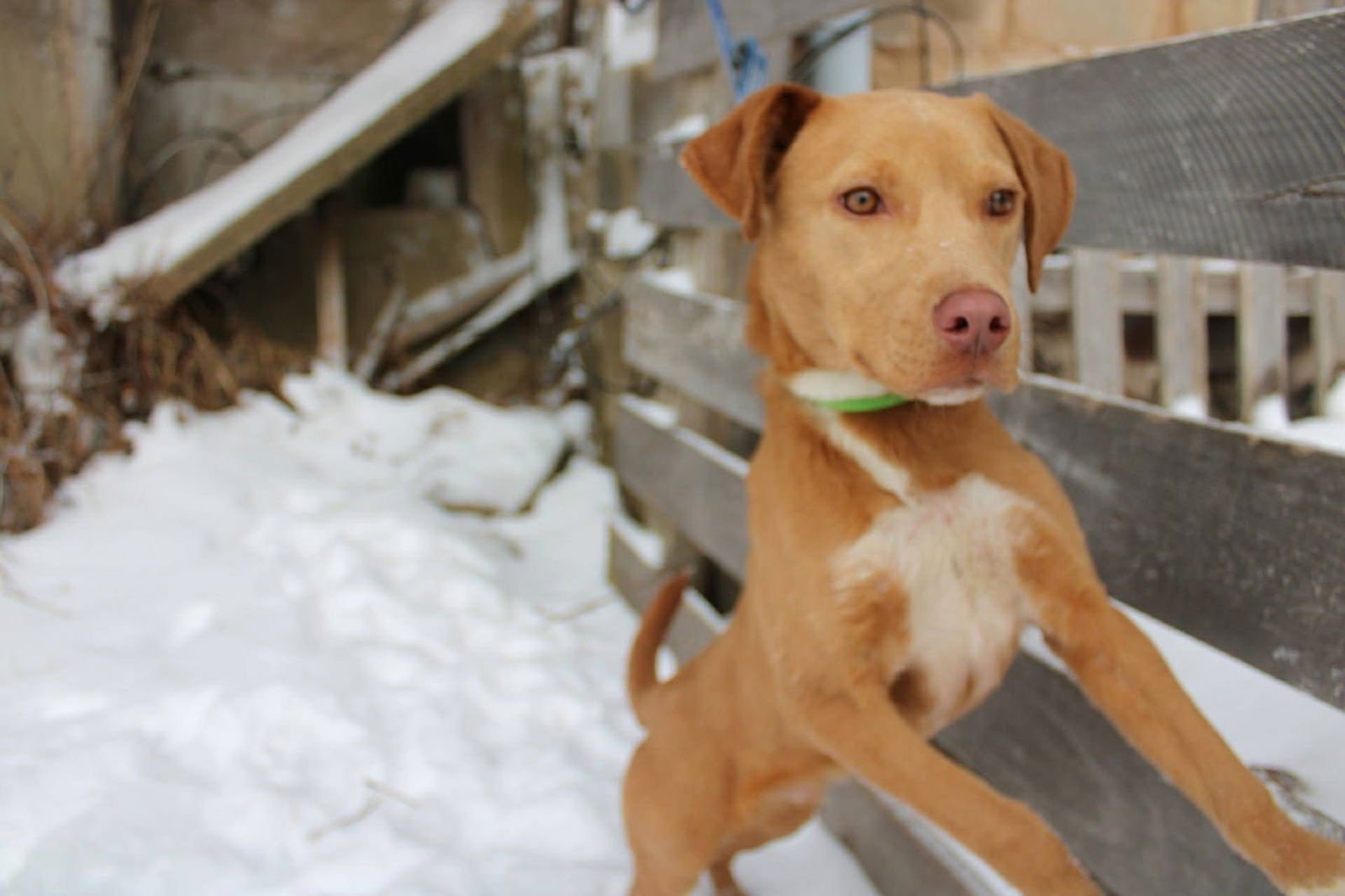 JULIAN - Pit Bull Terrier available for adoption