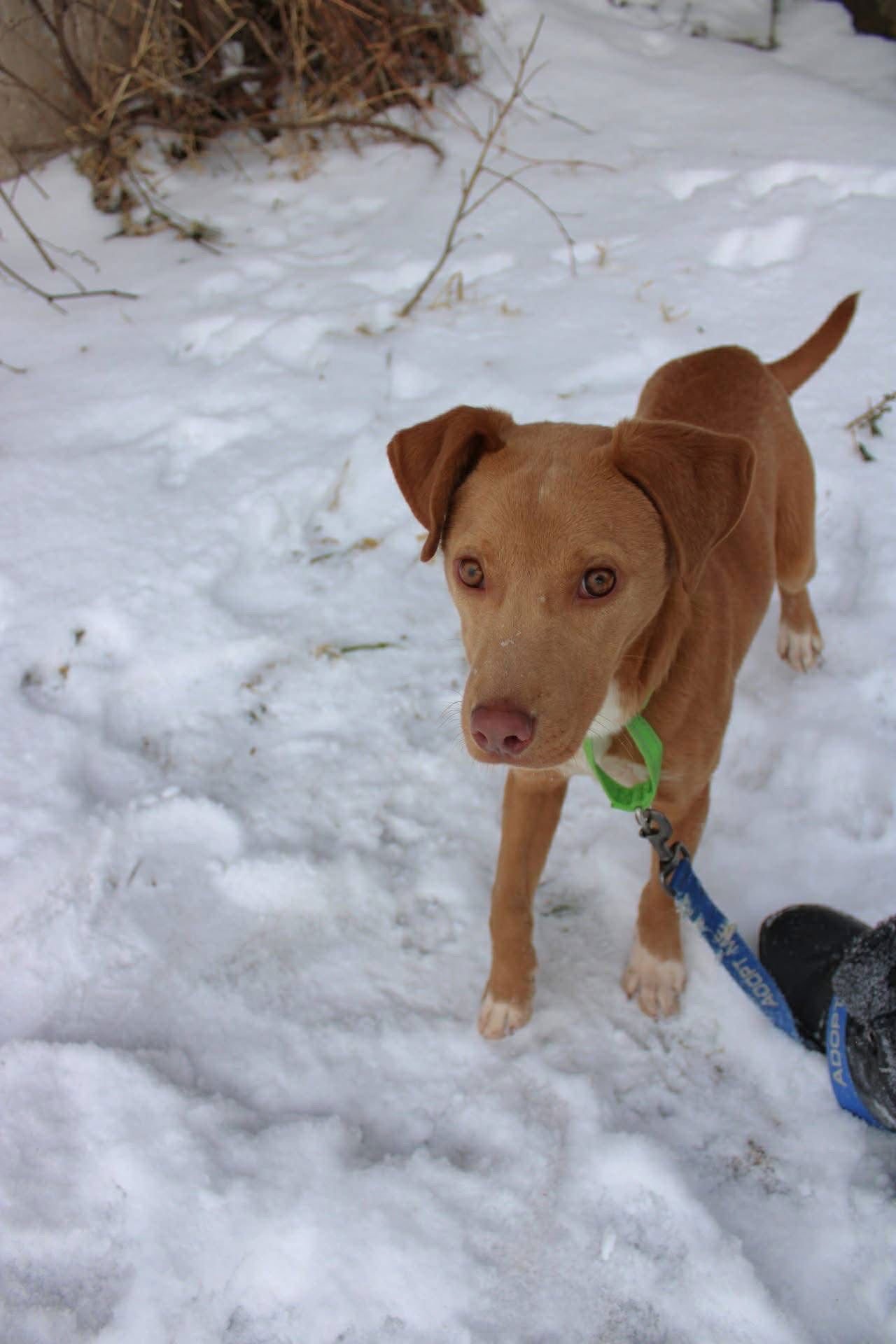 JULIAN - Pit Bull Terrier available for adoption