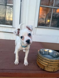 Pogo - Photo 1