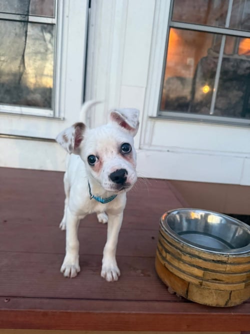 POGO - Terrier available for adoption