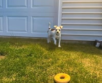 Pogo - Photo 2
