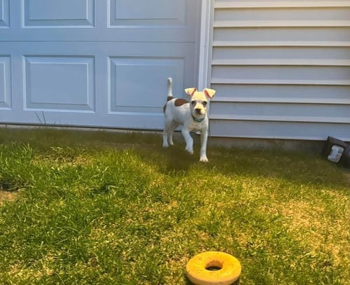 POGO - Terrier available for adoption