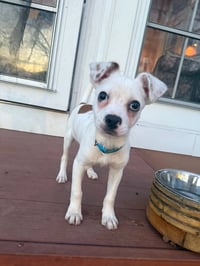 Pogo - Photo 3