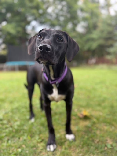 JEPPY - Terrier for adoption in Appleton