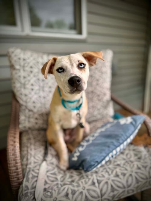 LAURA - Labrador Retriever for adoption in Appleton