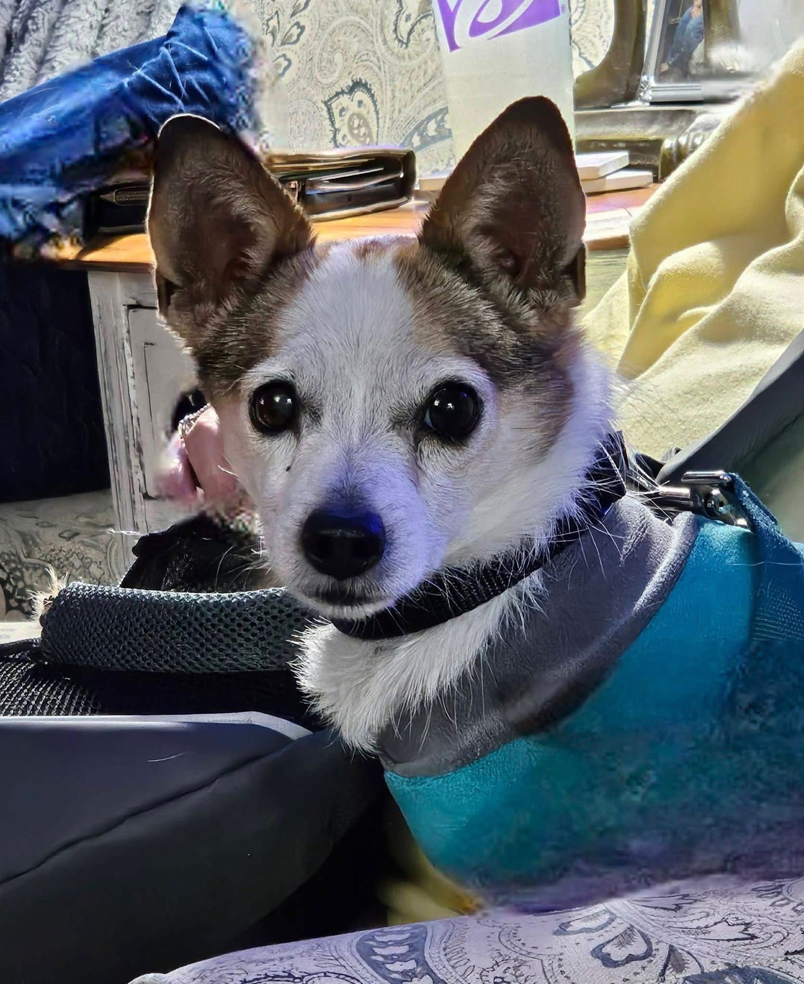 SKIPPER - Chihuahua available for adoption