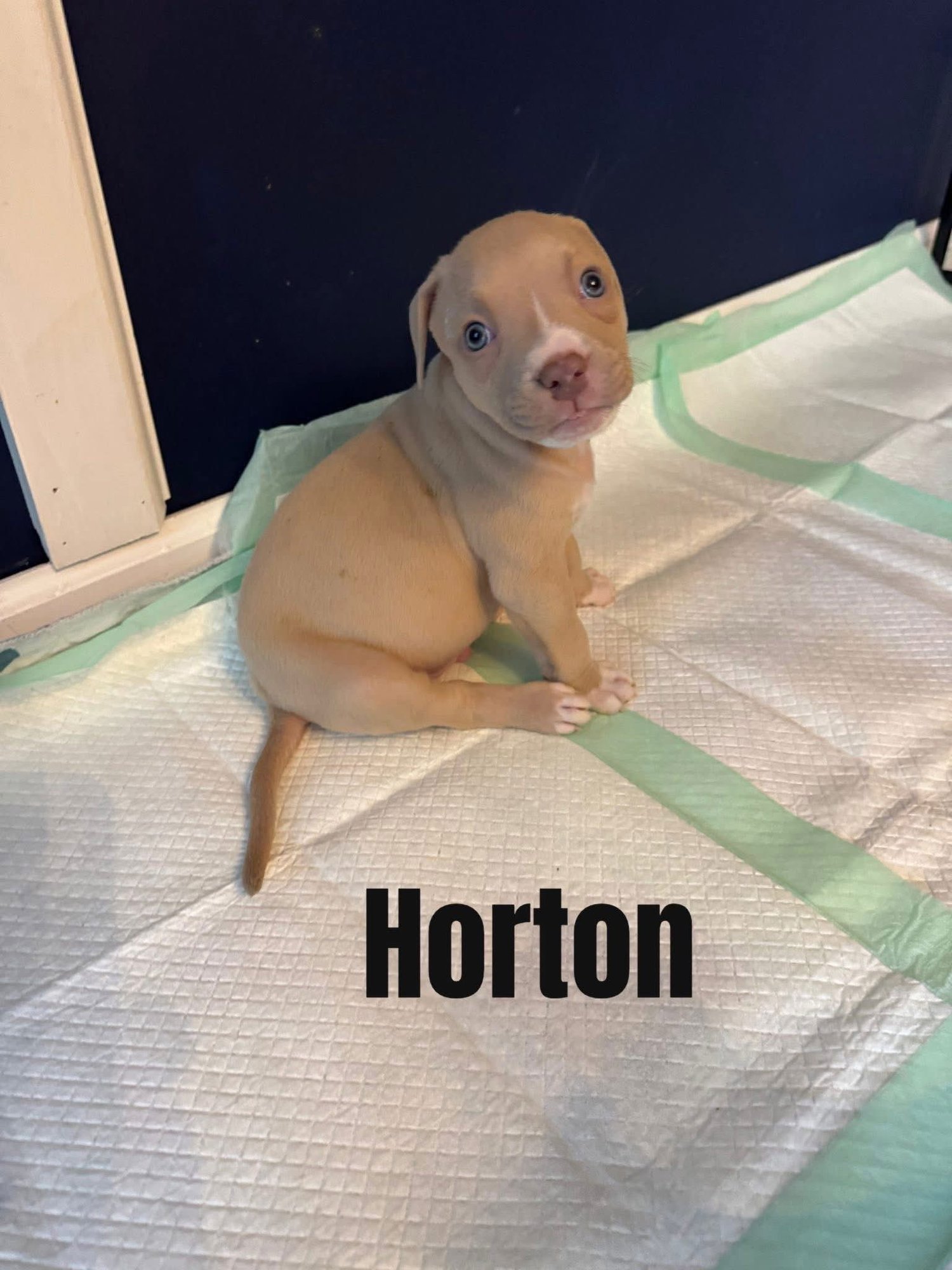 HORTON - Pit Bull Terrier available for adoption