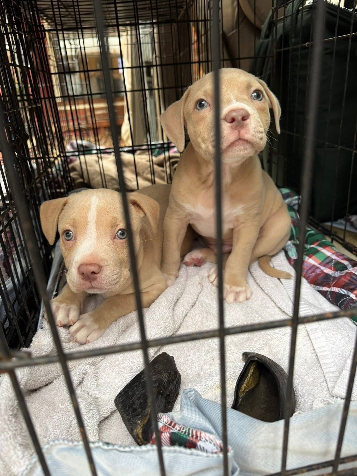 HORTON - Pit Bull Terrier available for adoption