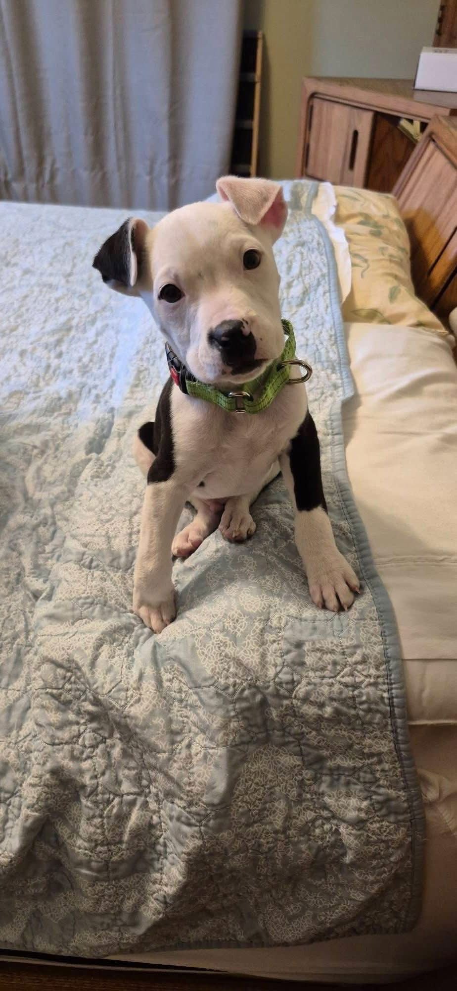 HOUSTON - Pit Bull Terrier available for adoption