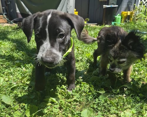SPOT - Shar Pei for adoption in Appleton