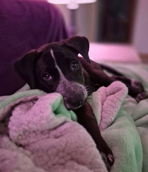 SPOT - Shar Pei available for adoption