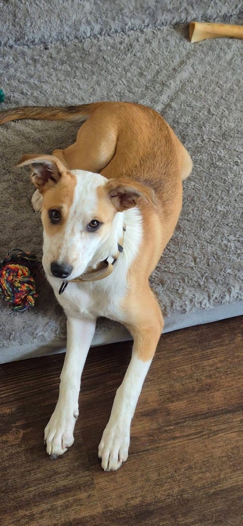 SALLEY - Terrier for adoption in Appleton