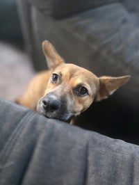 Clementine - Photo 3