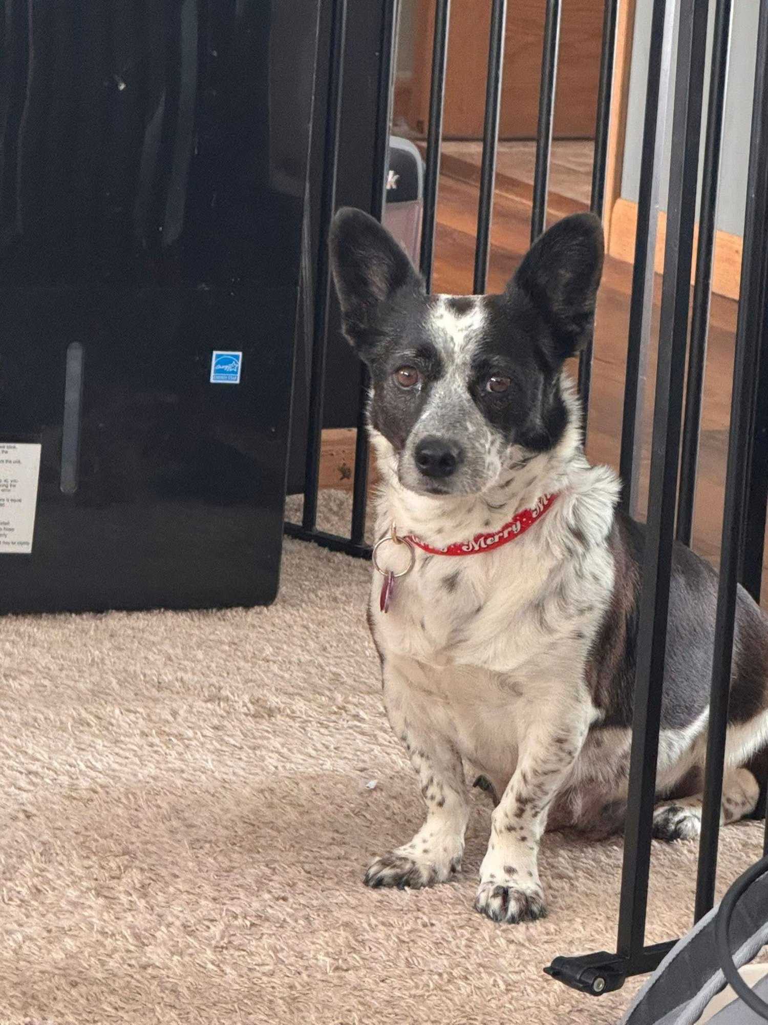 GIRLY GIRL - Corgi available for adoption