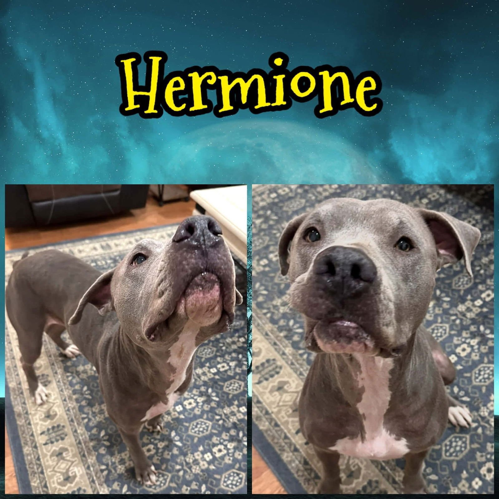 HERMOINE - Pit Bull Terrier available for adoption