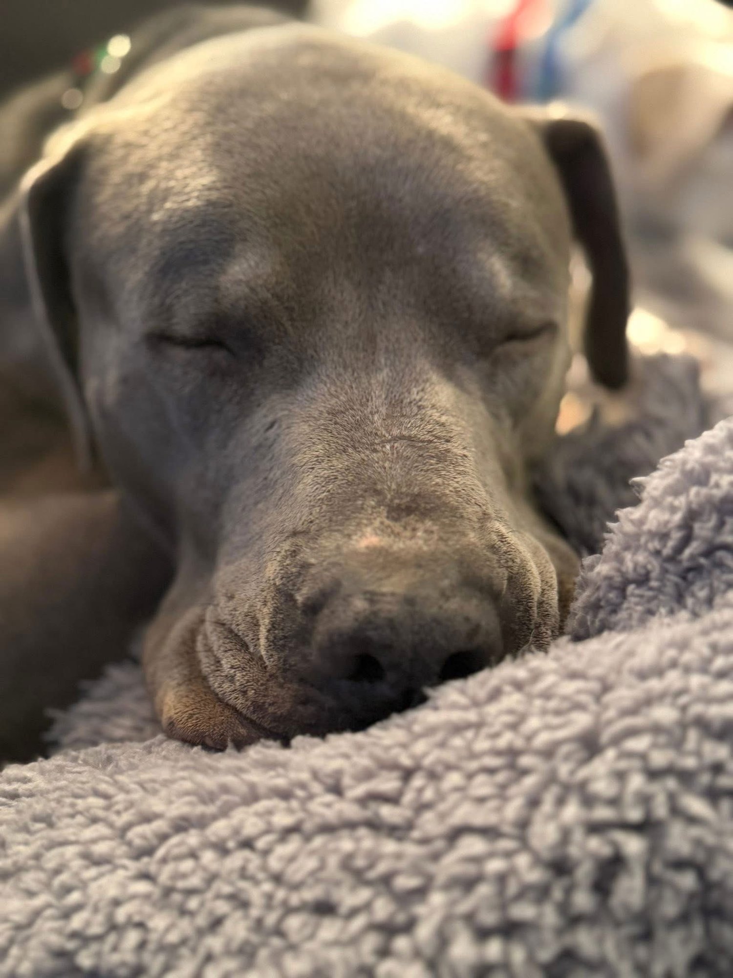 HERMOINE - Pit Bull Terrier available for adoption