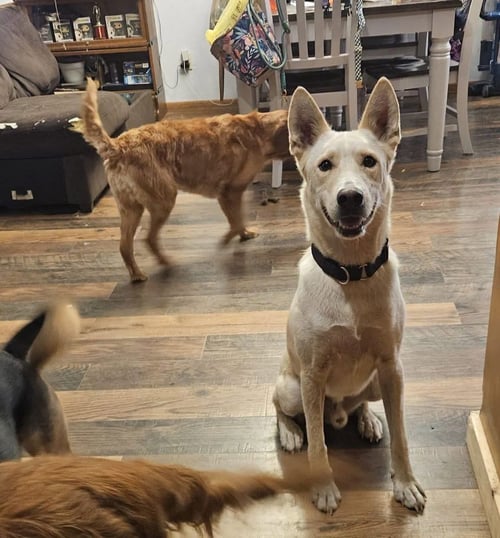 BOLT - Siberian Husky for adoption in Appleton