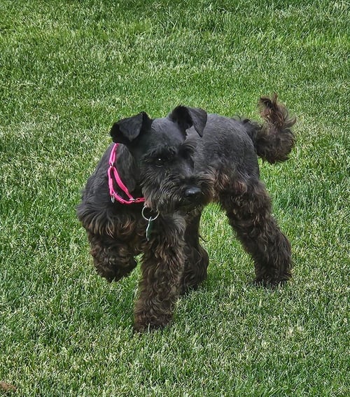 ANNIE