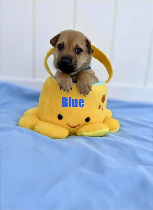 BLUE - Shar Pei / Cattle Dog available for adoption
