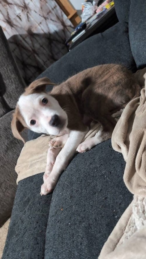 BRONCO - Pit Bull Terrier available for adoption