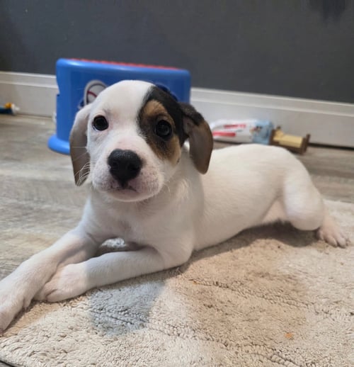 TEQUILA - Basset Hound available for adoption