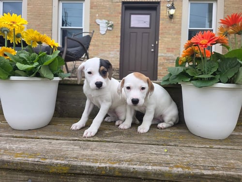 TEQUILA - Basset Hound available for adoption