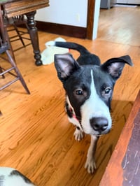 Boochie - Photo 2
